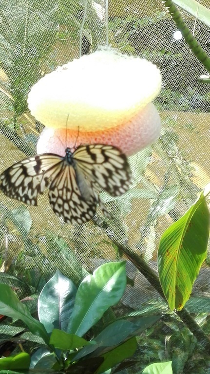 蝶々.jpg